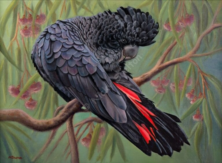 Exciting News for “Lenny” the Red-tailed Black Cockatoo.