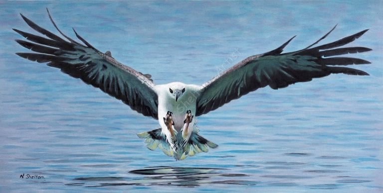 Steve – an Australian White-bellied Sea Eagle