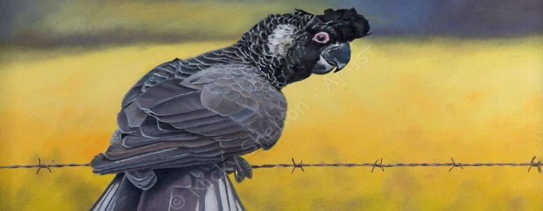 Where are you “Marty” Carnaby Cockatoo?