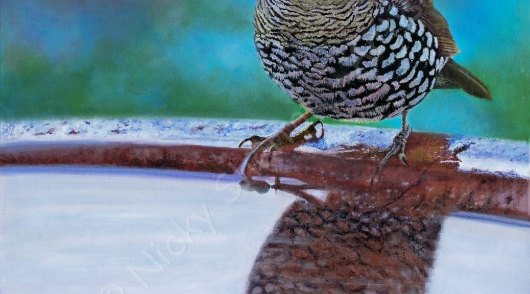 Oil painting of a Red-eared Firetail Finch by Nicky Shelton, Australian bird artist.