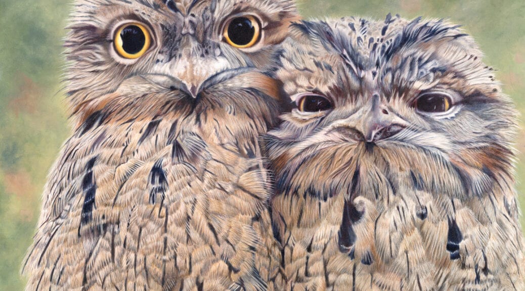 Painted in oils Tawny Frogmouths by Nicky Shelton, Australian bird artist.