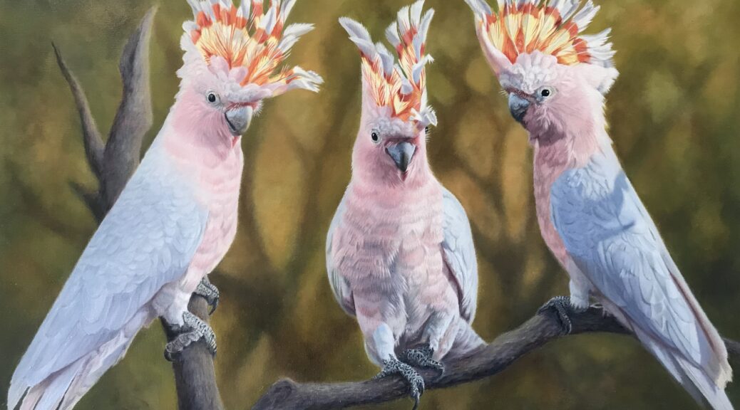 Oil painting of Australian Pink Cockatoos by Nicky Shelton, Australian bird artist.