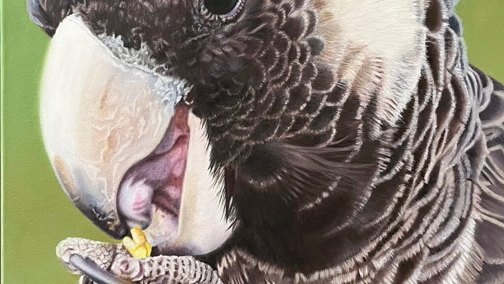 Oil painting of a Carnaby's Black Cockatoo by Nicky Shelton, Australian bird artist.