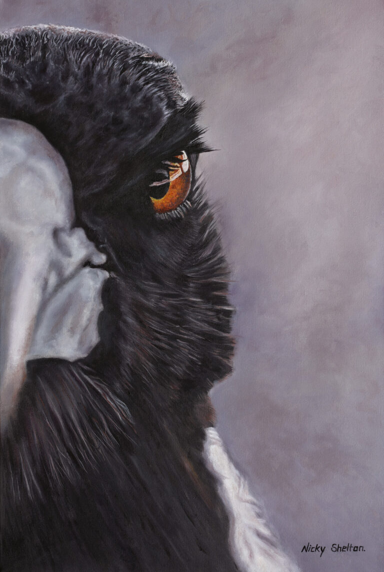 Good News for “Swoop” Portrait of an Australian Magpie.