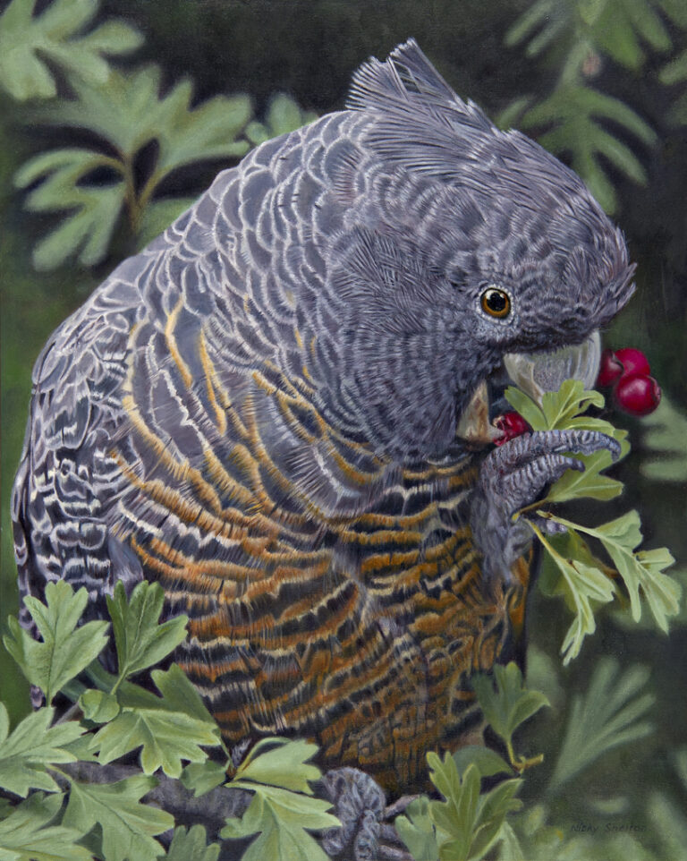 Finalist – Holmes Art Prize for Realistic Australian Bird Art 2022