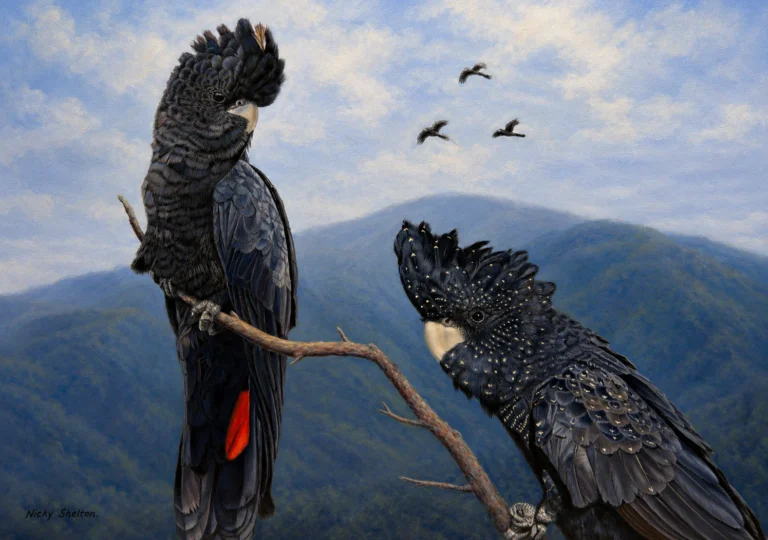 “A Perfect Apparition” – Red-tailed Black Cockatoos