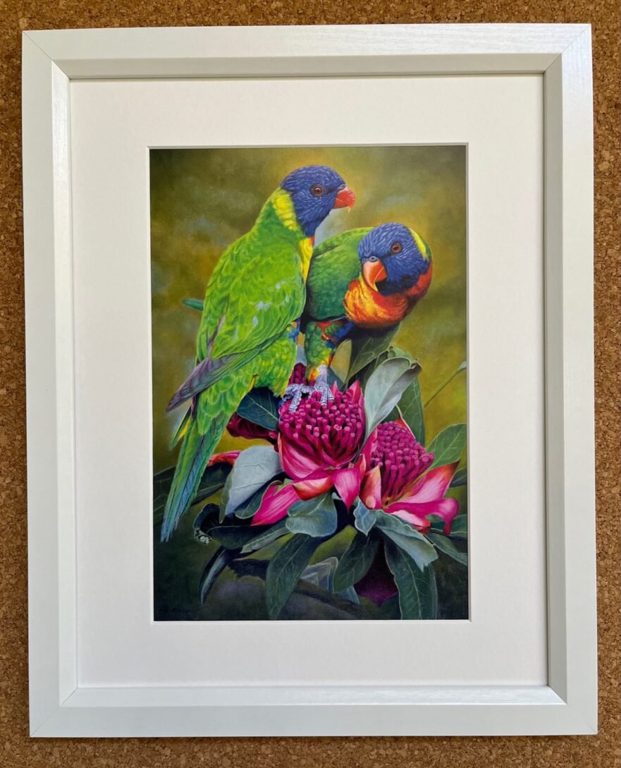 Waratah - Rainbow Lorikeets painted in oils by Australian bird artist ...