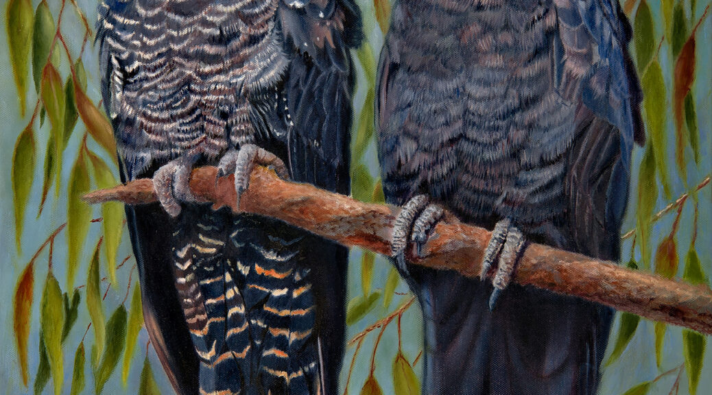 Oil painting of Red-tailed Black Cockatoos by Nicky Shelton, Australian bird artist.