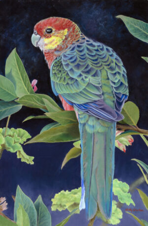 Oil painting of a Western Rosella by Nicky Shelton, Australian bird artist.