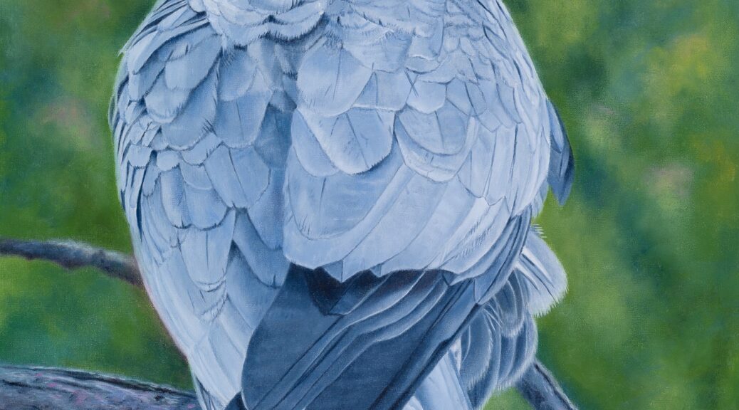 Oil painting of an Australian Galah by Nicky Shelton, Australian bird artist.