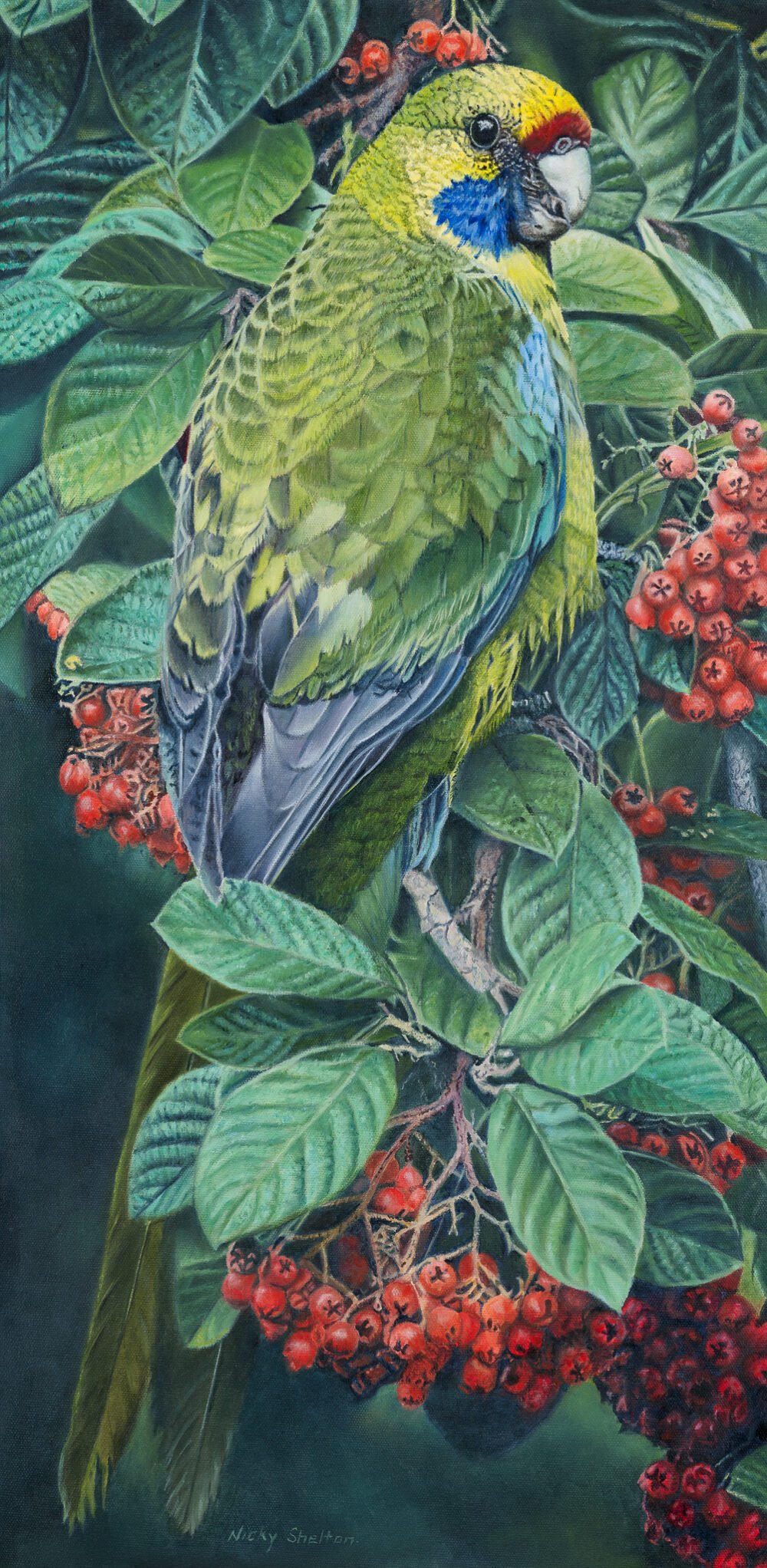 Australian bird paintings for sale, all original artwork and prints