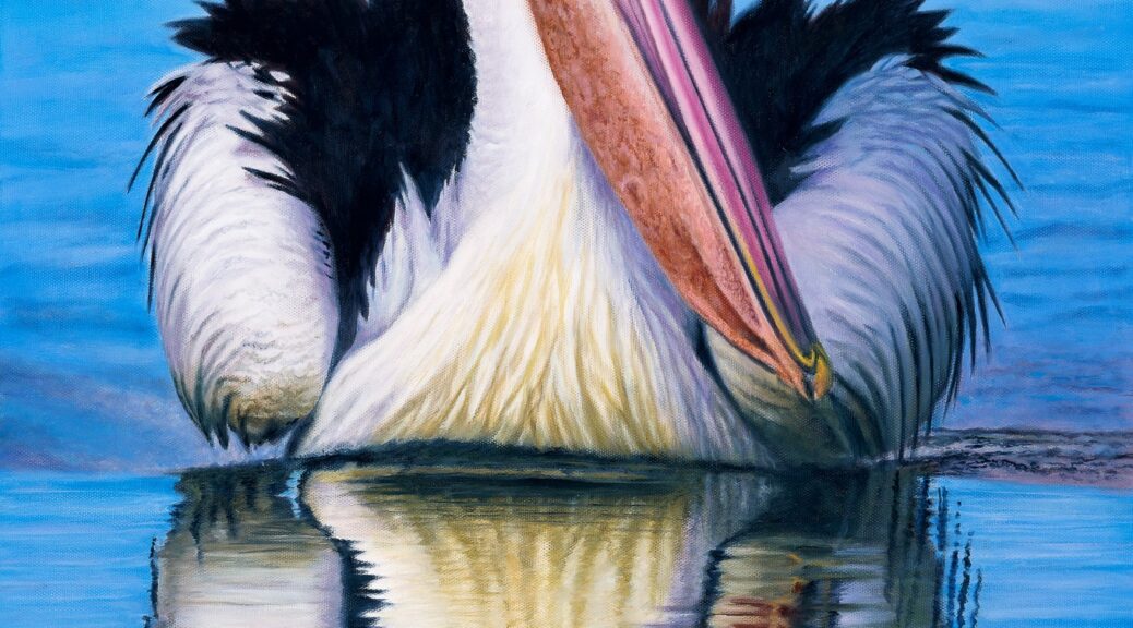 Oil painting of an Australian Pelican by Nicky Shelton, Australian bird artist.