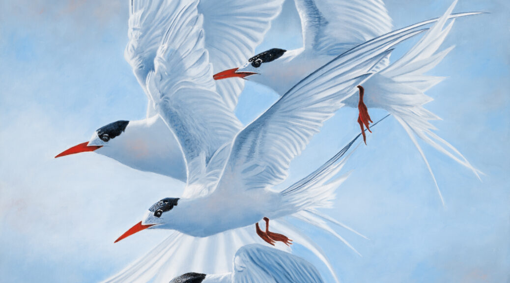 Oil painting of Terns in flight by Nicky Shelton, Australian bird artist.