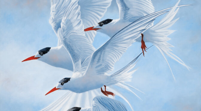 Oil painting of Terns in flight by Nicky Shelton, Australian bird artist.