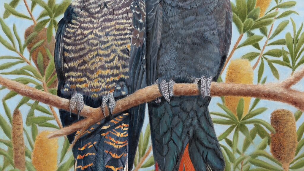 Oil painting of a pair of Red-tailed Black Cockatoo's by Nicky Shelton, Australian bird Artist.