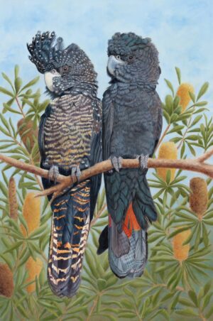 Oil painting of a pair of Red-tailed Black Cockatoo's by Nicky Shelton, Australian bird Artist.