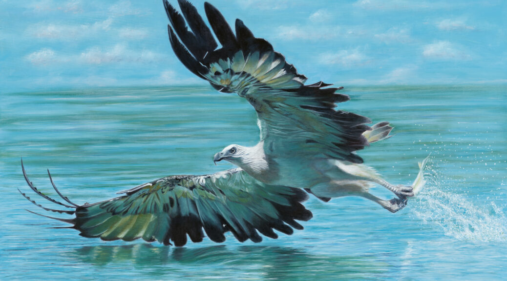Oil painting of a White Bellied Sea Eagle by Nicky Shelton, Australian bird artist.