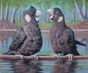 Oil painting of endangered Baudin's Black Cockatoos by Nicky Shelton, Australian bird artist.