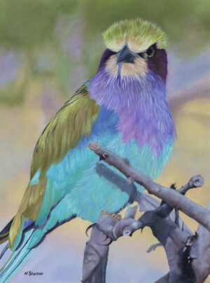 Oil painting of an African Lilac Breasted Roller by Nicky Shelton, Australian bird artist.