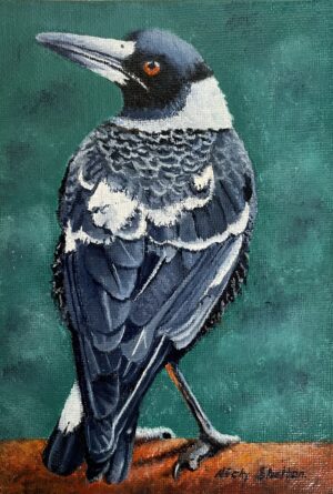 Oil painting of an Australian Magpie by Nicky Shelton, Australian bird artist.