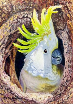 Oil painting of a Sulphur Crested Cockatoo by Nicky Shelton, Australian bird artist.
