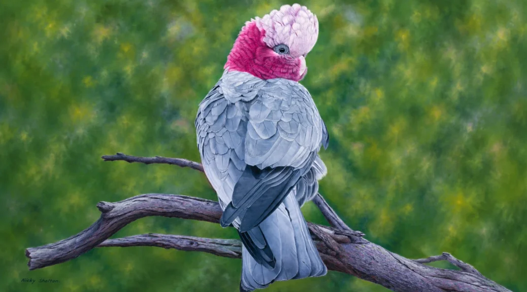 Oil painting of an Australian Galah by Nicky Shelton, Australian bird artist.