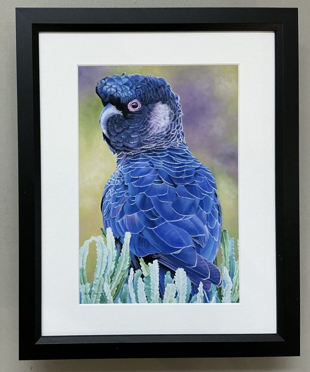 Identical Framed print of a Carnaby's Cockatoo painted in oils by Nicky Shelton, Australian bird artist.
