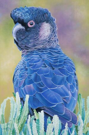 Carnaby's Cockatoo painted in oils by Australian bird artist Nicky Shelton.