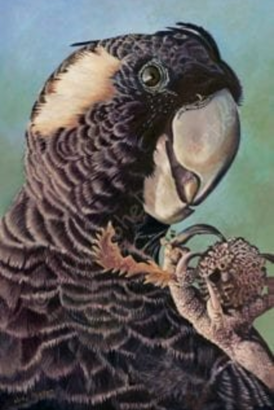 Original Oil Paintings