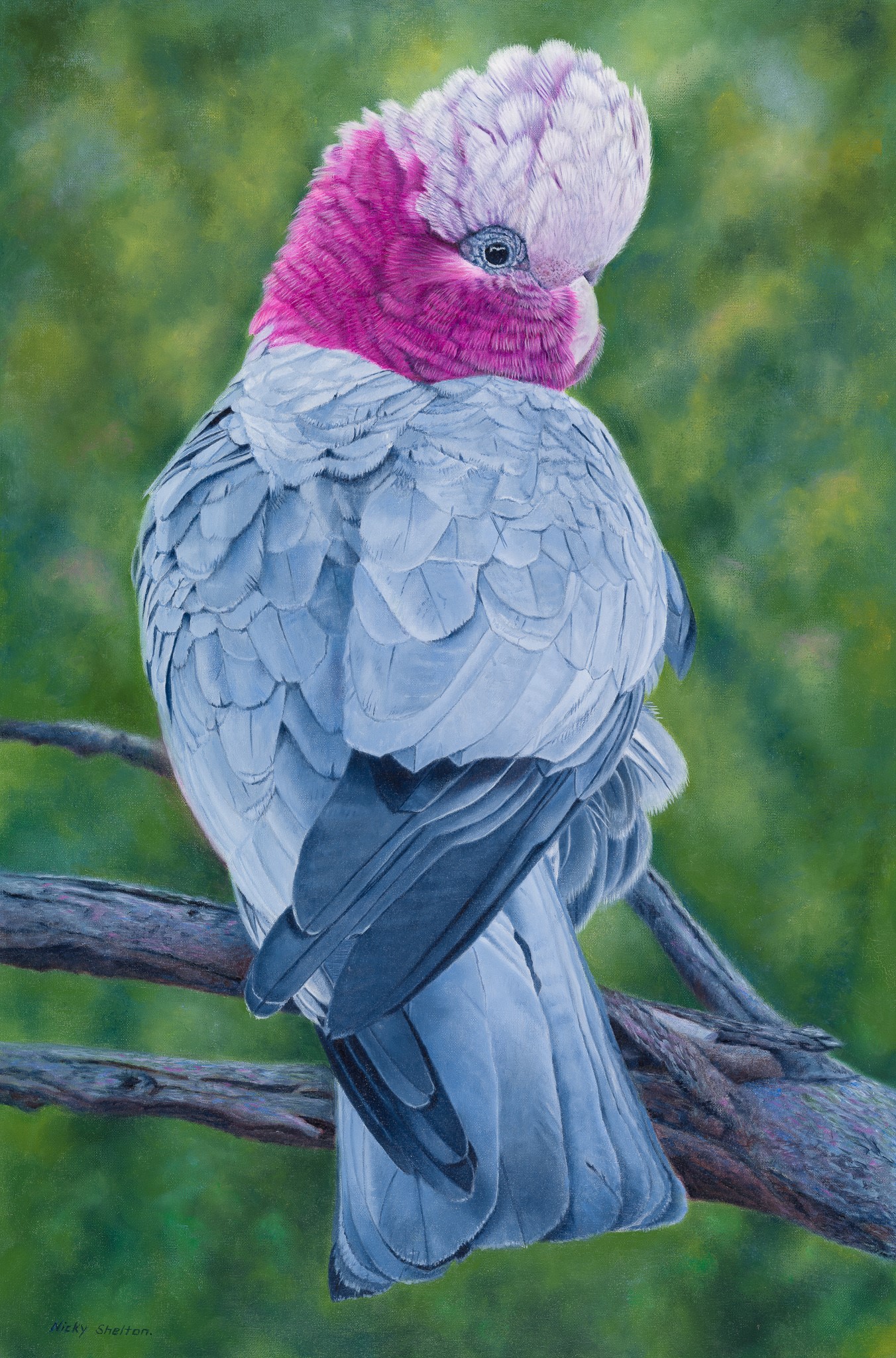 Oil painting of an Australian Galah by Nicky Shelton, Australian bird artist.