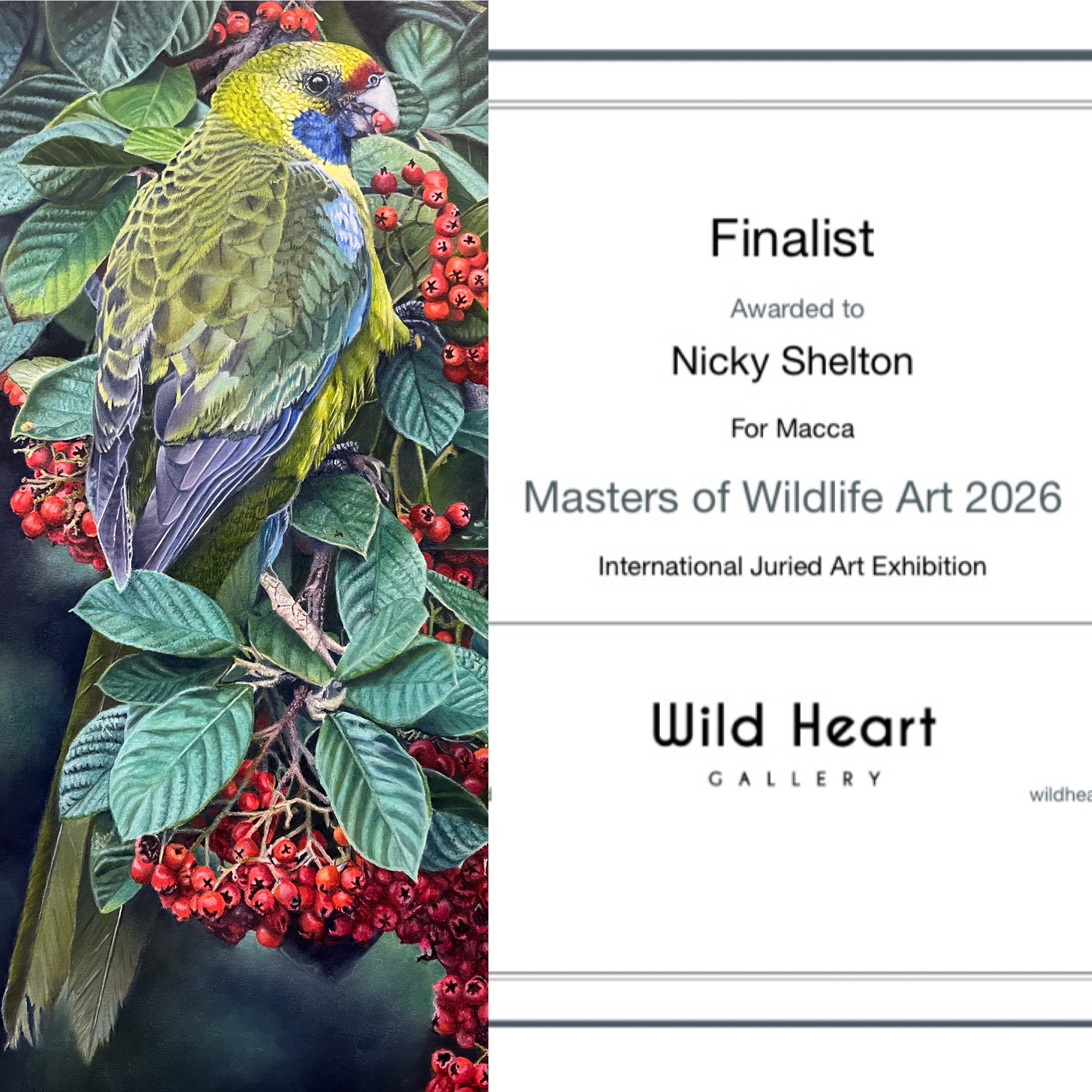 Tasmanian Green Rosella painted in oils by Nicky Shelton, Australian bird artist.